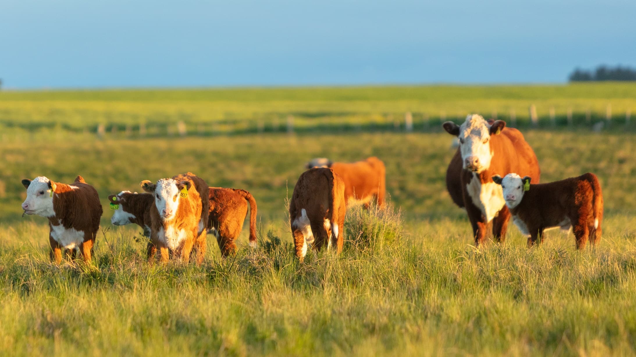 Paisaje rural uruguayo